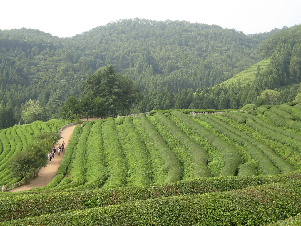 The terraced green tea fields at Boseong, cut into the hillside in curving rows.