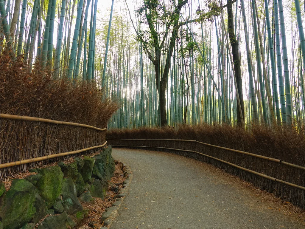 The bamboo grove at Arashiyama, on the western edge of Kyoto, late in the day.