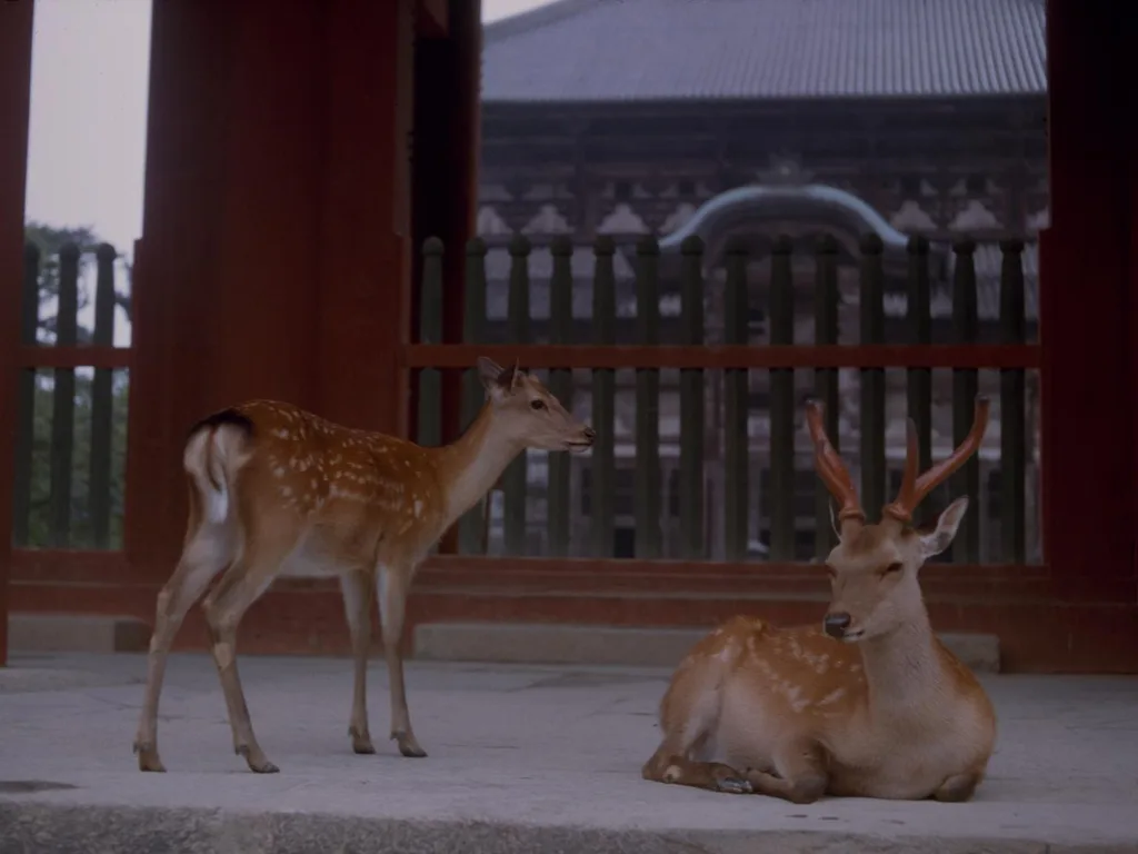Deer in Nara Park, where the herd has roamed freely among the city for centuries.