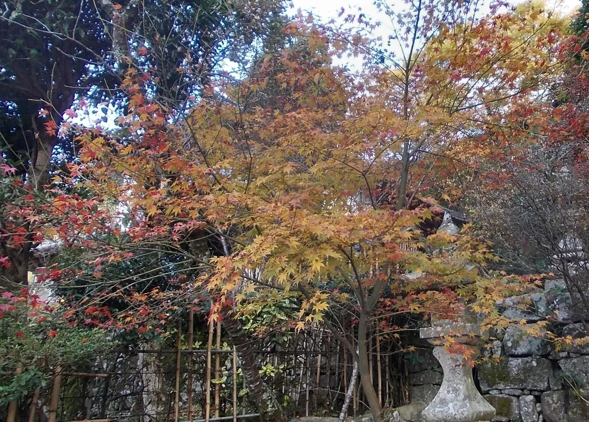 Hikosan Jingu in autumn.