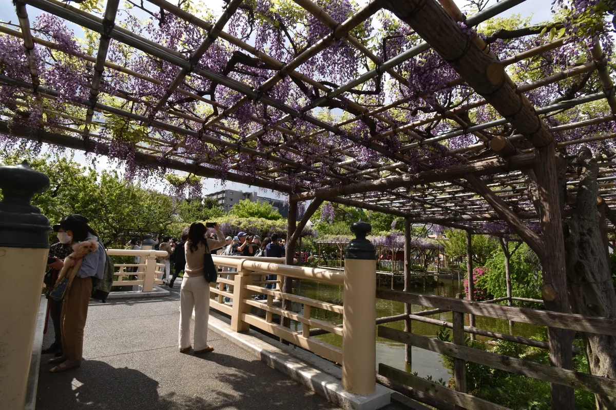 The wisteria festival at Kameido Tenjin Shrine