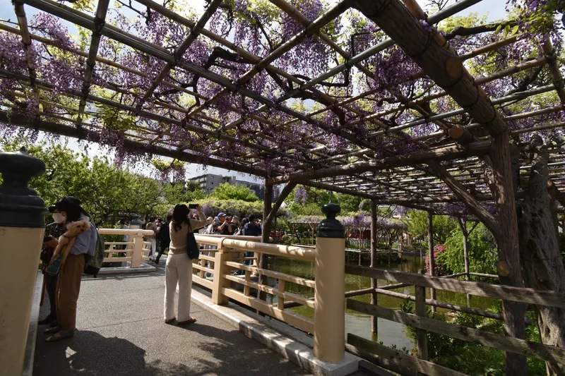 The wisteria festival at Kameido Tenjin Shrine