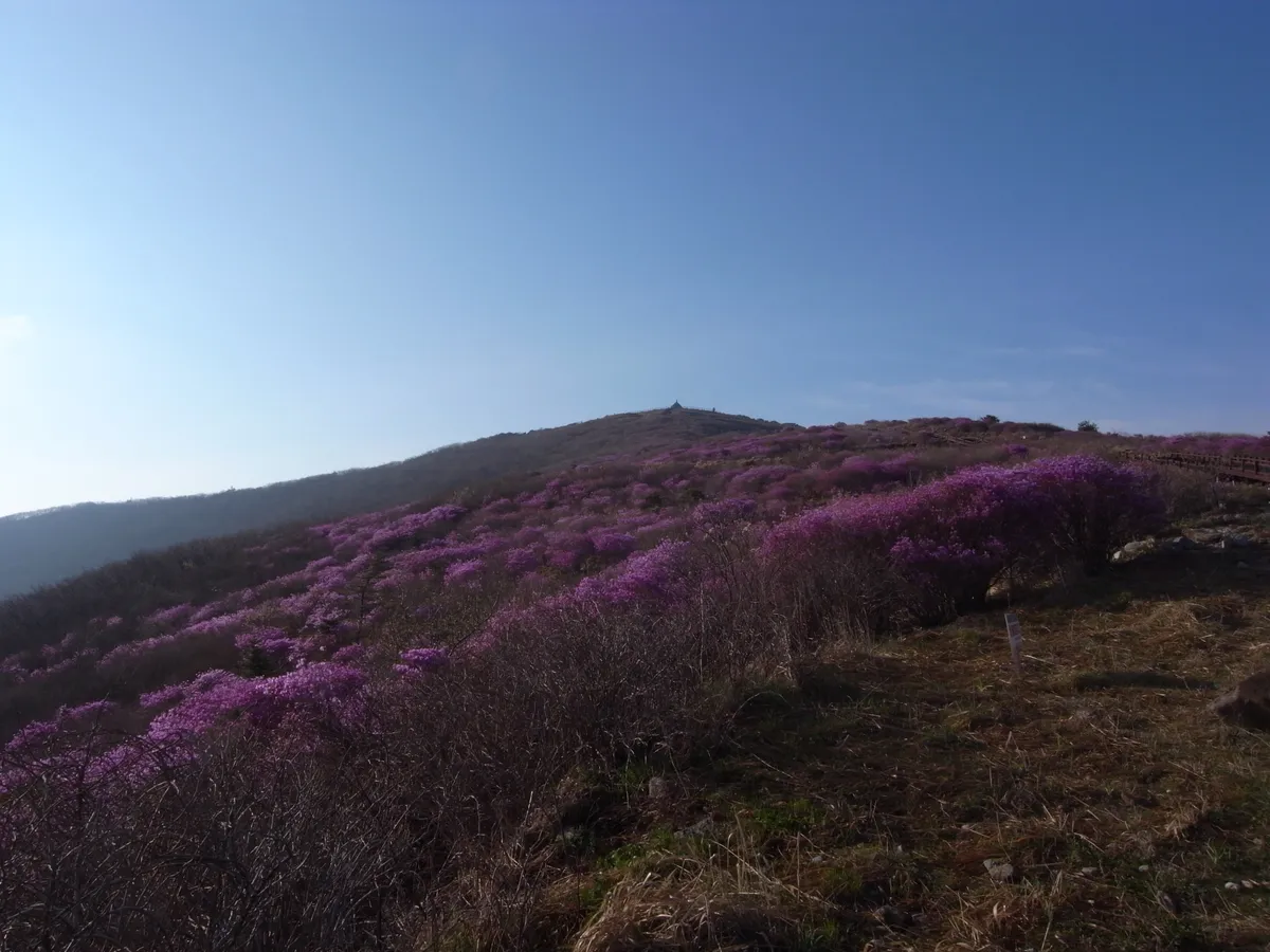 The open ridge of Nogodan on Jirisan, grass and low scrub under a wide sky.