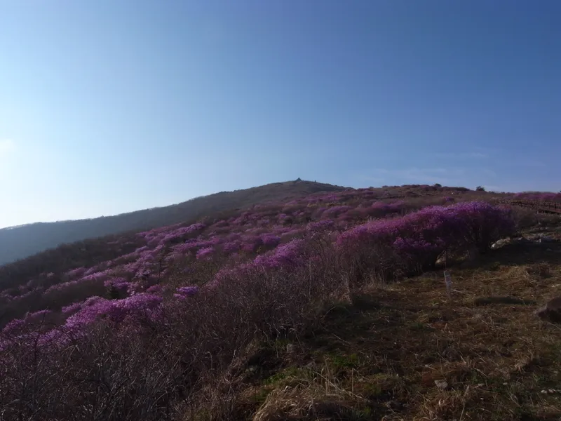 The open ridge of Nogodan on Jirisan, grass and low scrub under a wide sky.