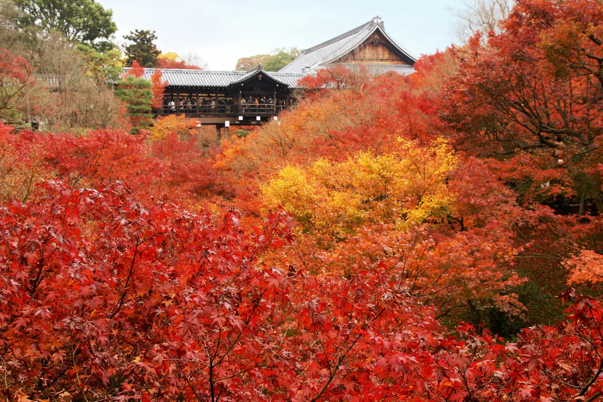 The halls and covered bridge of Tofuku-ji above its wooded ravine.