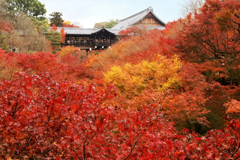 The halls and covered bridge of Tofuku-ji above its wooded ravine.