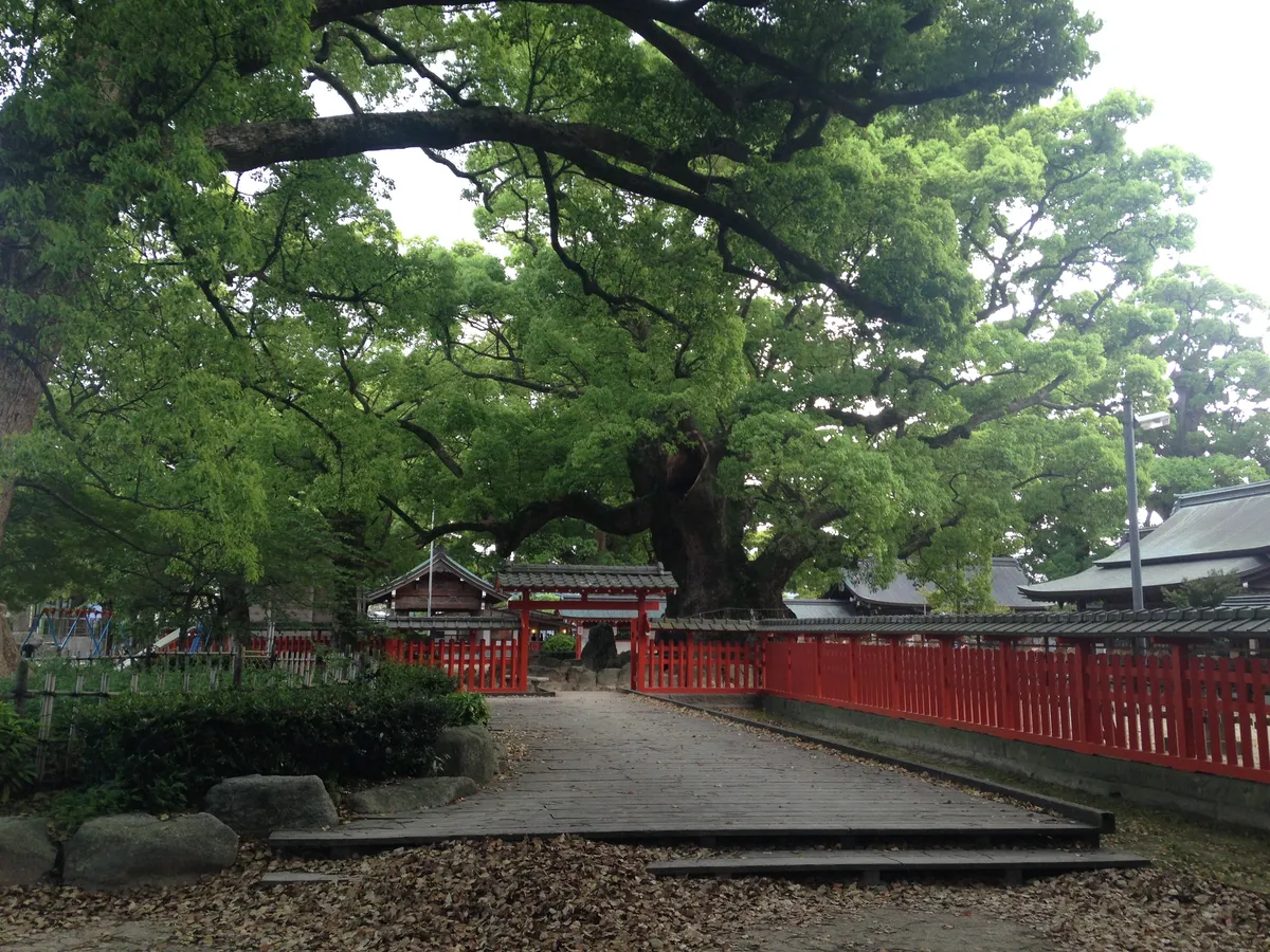 The camphor of Yubuta no Mori and Umi Hachimangu.
